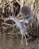 Water_Rail-3634.jpg