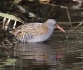 Water_Rail-4242.jpg