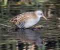 Water_rail-4143a.jpg