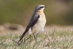 Wheatear-7321.jpg