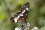 White_Admiral-1220.jpg