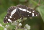 White_Admiral-1229.jpg