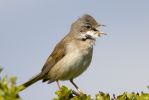 Whitethroat-7516.jpg