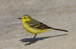 Yellow_Wagtail-1417.jpg