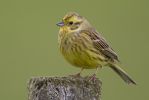 Yellowhammer-2604.jpg