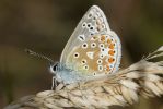 common_blue-1801.jpg