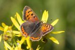 small_copper-1792.jpg