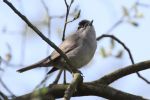 BLACKCAP_(24)w.jpg