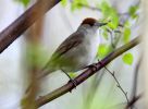 Blackcap,fem_4wJPG.jpg