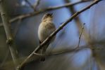 Chiffchaff_3_w.jpg