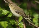 Chiffchaff_c1w.jpg