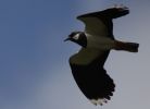 Lapwing_w.jpg