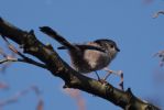 Longtailed_tit_w.jpg