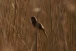 REED_WARBLER_(54)w.jpg