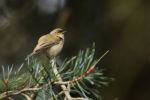 chiffchaff_1_w.jpg