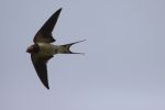 swallow_in_flight_w1.jpg