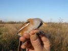 Bearded_Tit.JPG