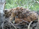 Red_Kite_chicks.jpg