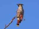 Waxwing1_(2).jpg