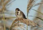 comp-Reed_Bunting.jpg