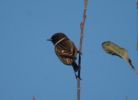 comp-Stonechat-m.jpg