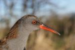 comp-Water_Rail.jpg