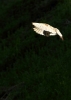 BARN-OWL.jpg