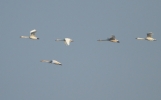 Berwick-swans.jpg