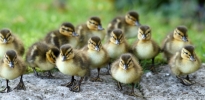 ducklings.jpg