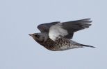 fieldfare.jpg