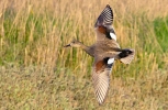 gadwall-small.jpg