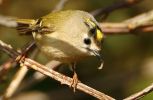 gold-crest-bug.jpg