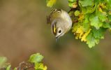 gold-crest.jpg