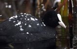 snow-coot.jpg