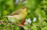 willow-warbler-1.jpg