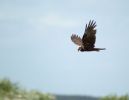 Marsh_Harrier_4.jpg