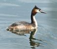 Great-Crested-Grebe-2.jpg