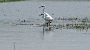 Little-Egrets-5.jpg