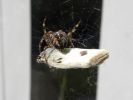 Spiders_009.JPG