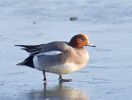 1l_wigeon622.jpg