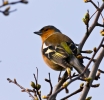 Chaffinch.jpg