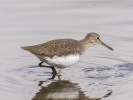 Green_Sandpiper.jpg