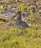 P8284401snipe.jpg