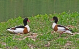 SHELDUCK382.jpg