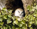 _2160362barnowl.jpg