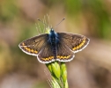 brownargus524.jpg