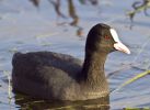 coot510.jpg