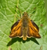 essexskipper559-(2).jpg