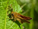 essexskipper559.jpg