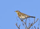 fieldfare090.jpg